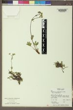 Potentilla diversifolia image