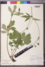 Geum macrophyllum image