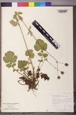 Geum macrophyllum image