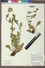 Geum macrophyllum image