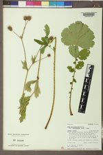 Geum macrophyllum var. perincisum image
