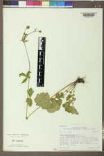 Geum macrophyllum image