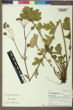 Geum macrophyllum image