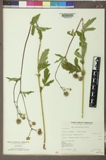 Geum macrophyllum var. perincisum image