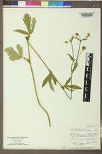 Geum macrophyllum image