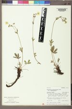 Potentilla diversifolia image