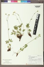 Potentilla diversifolia image