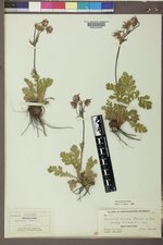 Geum triflorum image