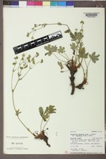 Potentilla gracilis var. fastigiata image