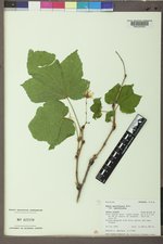Rubus parviflorus image