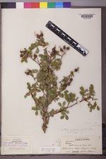 Rosa woodsii image