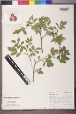 Rosa woodsii image