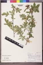 Rosa woodsii image