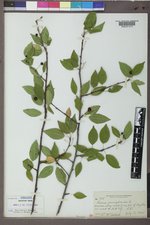 Prunus pensylvanica image