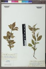 Prunus pensylvanica image