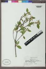 Prunus pensylvanica image