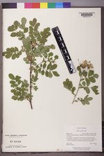 Rosa woodsii image