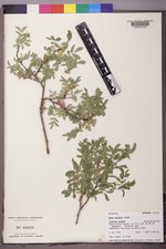 Rosa woodsii image