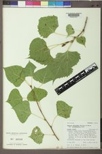 Populus deltoides subsp. monilifera image