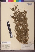 Abronia ammophila image