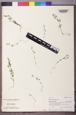 Galium bifolium image