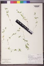Galium bifolium image