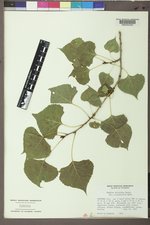 Populus deltoides subsp. monilifera image