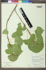 Populus deltoides subsp. monilifera image