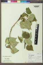 Populus balsamifera var. balsamifera image