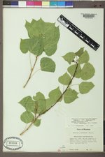 Populus deltoides subsp. monilifera image