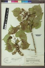 Populus deltoides subsp. monilifera image