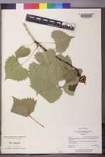 Populus deltoides subsp. monilifera image