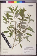 Salix amygdaloides image