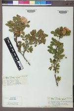 Rosa woodsii image