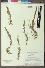 Artemisia biennis image