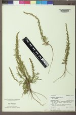 Artemisia biennis var. biennis image