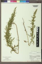 Salix geyeriana image