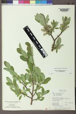 Salix brachycarpa var. brachycarpa image