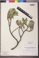 Salix glauca var. villosa image