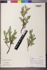 Salix glauca var. villosa image