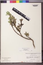 Salix glauca var. villosa image