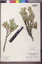 Salix glauca var. villosa image