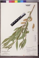 Salix lasiandra image