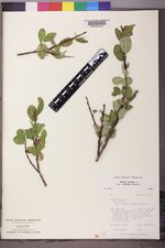 Salix glauca var. villosa image