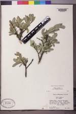 Salix glauca image