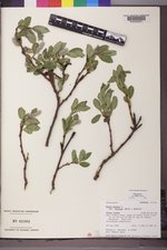 Salix glauca var. villosa image