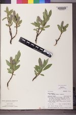 Salix glauca var. villosa image