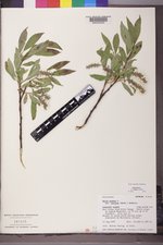 Salix glauca var. villosa image