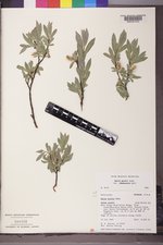 Salix wolfii var. idahoensis image
