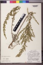 Artemisia campestris var. scouleriana image